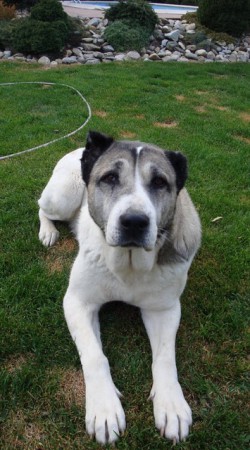 Beckyna, fenka, 6 let / SK