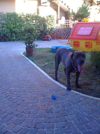 Nebbia, CC, fena, 6 let, s PP / SK