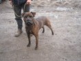 Sandry, fena, x Cane Corso, 3 roky